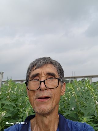 박해용(세건농장)님의 참깨 · 자유게시판 작성글 사진