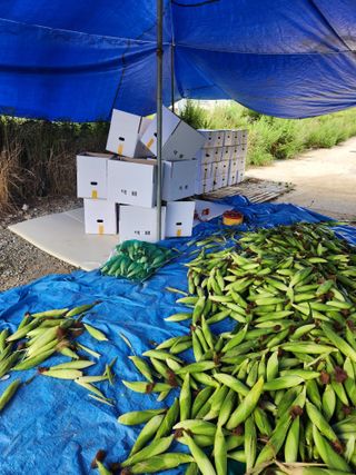 약도라지6018님의 자유주제 · 자유게시판 작성글 사진