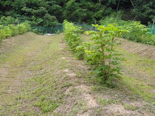멋진인생님의 감 · 자유게시판 작성글 사진