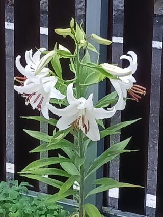 조정분(사랑이엄마)님의 자유주제 · 자유게시판 작성글 사진