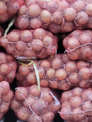 다둥이네농장님의 내 농사 경력 자랑하기 · 참여 작성글 사진