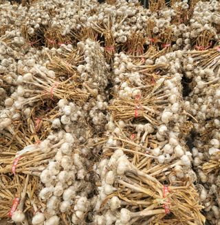 다둥이네농장님의 내 농사 경력 자랑하기 · 참여 작성글 사진