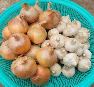 다둥이네농장님의 내 농사 경력 자랑하기 · 참여 작성글 사진