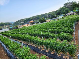 꽃순이네님의 고추 · 지주설치•유인•성장 작성글 사진