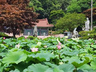 꽃순이네님의 고추 · 지주설치•유인•성장 작성글 사진