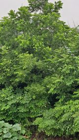 팜모닝 자유주제·자유게시판 게시글 이미지