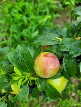 팜모닝 자두·자유게시판 게시글 이미지