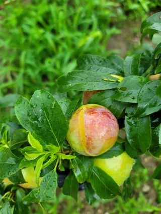 알 수 없음님의 자두 · 자유게시판 작성글 사진