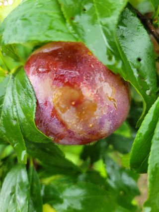 알 수 없음님의 자두 · 자유게시판 작성글 사진