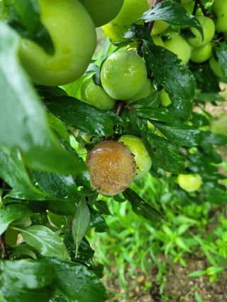 알 수 없음님의 자두 · 자유게시판 작성글 사진