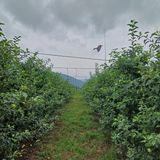 팜모닝 내 농사 경력 자랑하기·참여 게시글 이미지