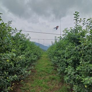 월이아빠님의 내 농사 경력 자랑하기 · 참여 작성글 사진