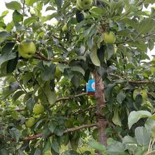 월이아빠님의 내 농사 경력 자랑하기 · 참여 작성글 사진