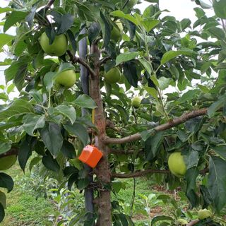 월이아빠님의 내 농사 경력 자랑하기 · 참여 작성글 사진