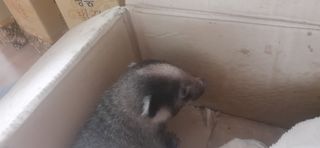 오소리와꿀벌들님의 내 농사 경력 자랑하기 · 참여 작성글 사진