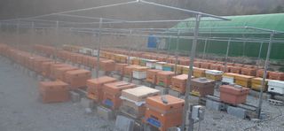 오소리와꿀벌들님의 내 농사 경력 자랑하기 · 참여 작성글 사진