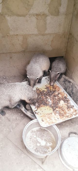 오소리와꿀벌들님의 내 농사 경력 자랑하기 · 참여 작성글 사진