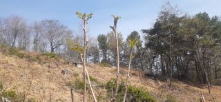 오소리와꿀벌들님의 내 농사 경력 자랑하기 · 참여 작성글 사진