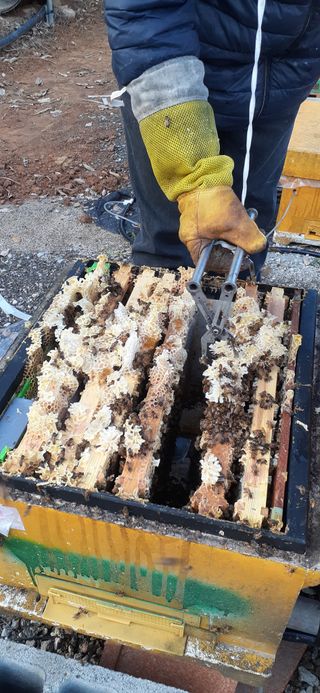 오소리와꿀벌들님의 내 농사 경력 자랑하기 · 참여 작성글 사진