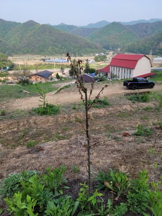골파머님의 자두 · 병해충상담 작성글 사진