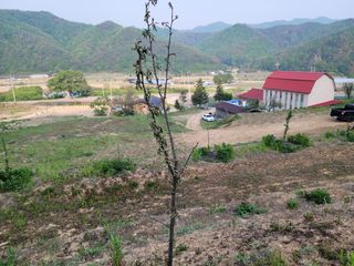 골파머님의 자두 · 병해충상담 작성글 사진