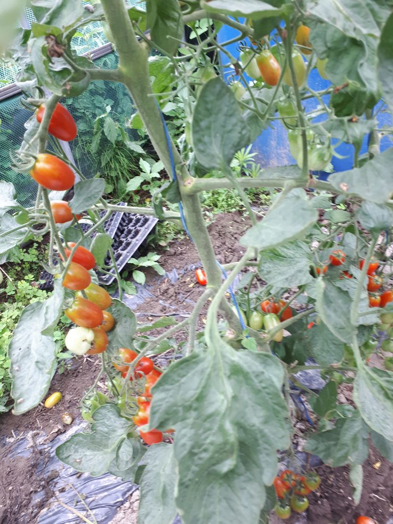 장터 상품 [대추방울토마토2,5kg.5kg] 썸네일