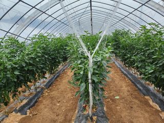 조원구(햇빛촌농장)님의 내 농사 경력 자랑하기 · 참여 작성글 사진