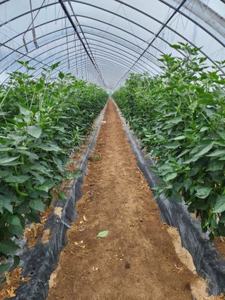 조원구(햇빛촌농장)님의 내 농사 경력 자랑하기 · 참여 작성글 사진