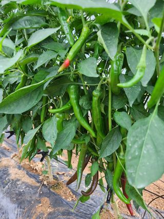 조원구(햇빛촌농장)님의 내 농사 경력 자랑하기 · 참여 작성글 사진