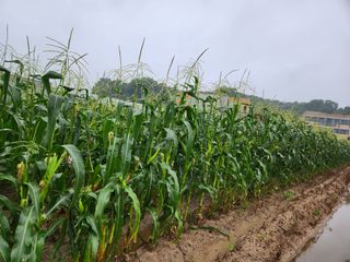 조원구(햇빛촌농장)님의 내 농사 경력 자랑하기 · 참여 작성글 사진