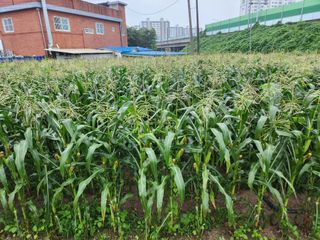 조원구(햇빛촌농장)님의 내 농사 경력 자랑하기 · 참여 작성글 사진