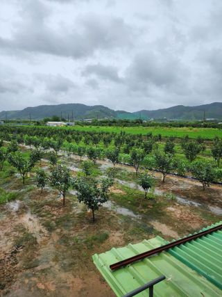 옥수수11171님의 감 · 자유게시판 작성글 사진