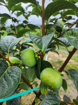 옥수수11171님의 감 · 자유게시판 작성글 사진