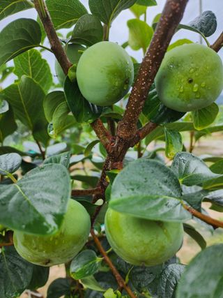 옥수수11171님의 감 · 자유게시판 작성글 사진