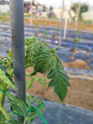 문현자 님의 토마토 · 병해충상담 작성글 사진