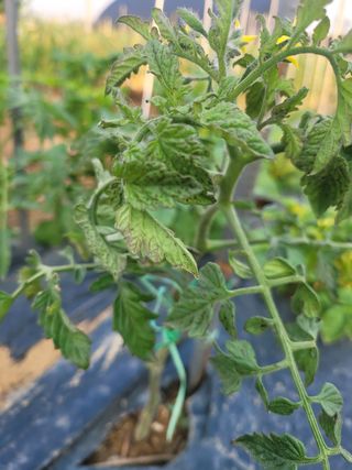 문현자 님의 토마토 · 병해충상담 작성글 사진