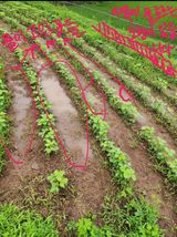 팜모닝 콩·자유게시판 게시글 이미지