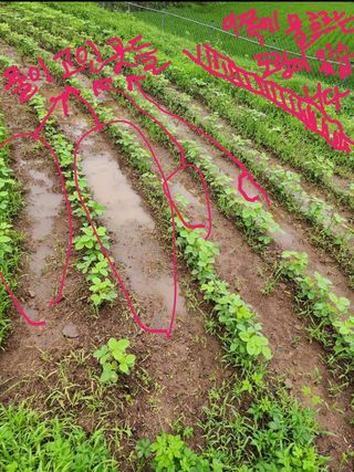 노새님의 콩 · 자유게시판 작성글 사진