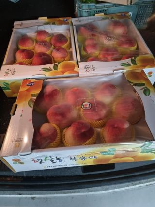 김동수 님의 복숭아 · 자유게시판 작성글 사진