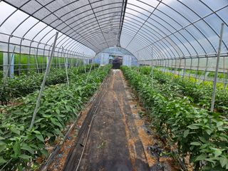 김시헌 님의 내 농사 경력 자랑하기 · 참여 작성글 사진