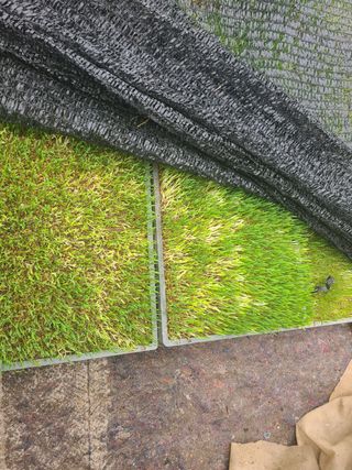 핵손팜님의 기타작물 · 병해충상담 작성글 사진