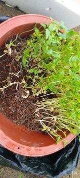 팜모닝 기타작물·영농일지 게시글 이미지