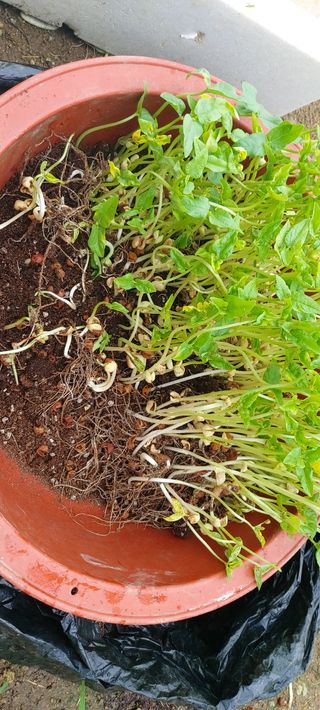 이진수님의 기타작물 · 영농일지 작성글 사진