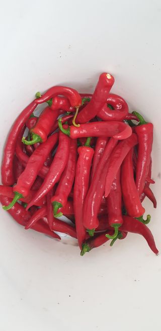 에덴농원나장미입니다님의 고추 · 일상 작성글 사진