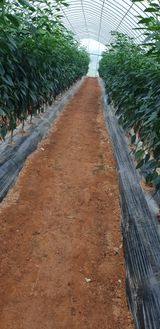 팜모닝 내 농사 경력 자랑하기·참여 게시글 이미지