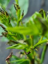 팜모닝 기타작물·병해충상담 게시글 이미지