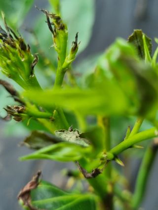 이문규님의 기타작물 · 병해충상담 작성글 사진