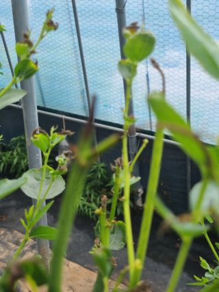 이문규님의 기타작물 · 병해충상담 작성글 사진