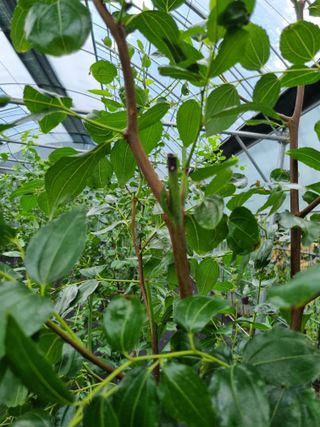 이문규님의 기타작물 · 병해충상담 작성글 사진