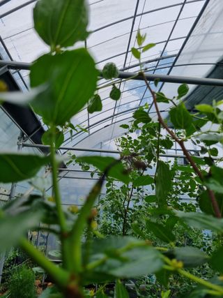 이문규님의 기타작물 · 병해충상담 작성글 사진